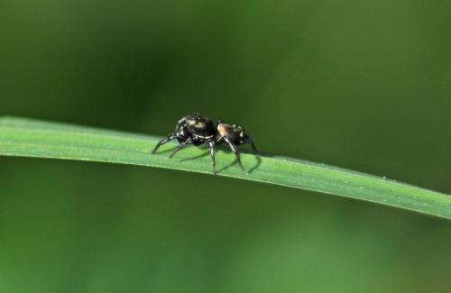 Heliophanus tribulosus
